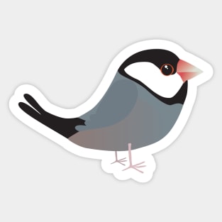 Java sparrow Sticker